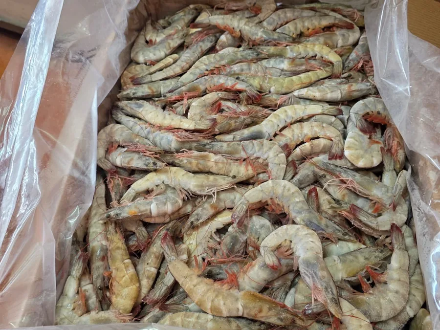 Camarón congelado 30/40
