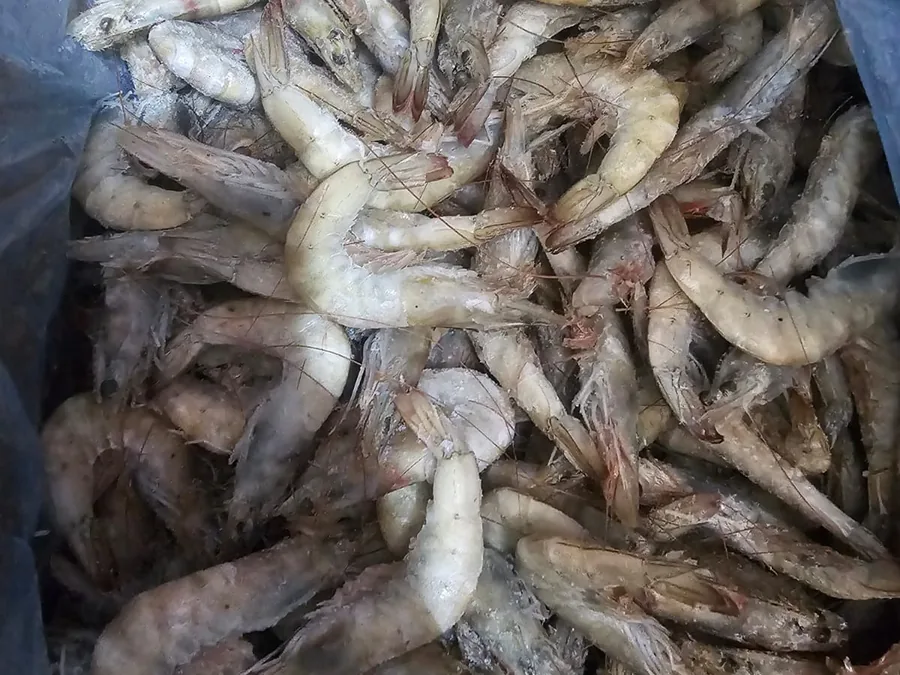Camarón congelado 40/50