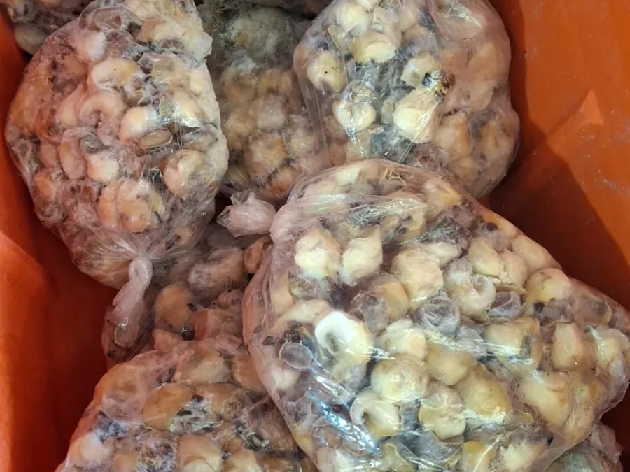 Caracol chivo