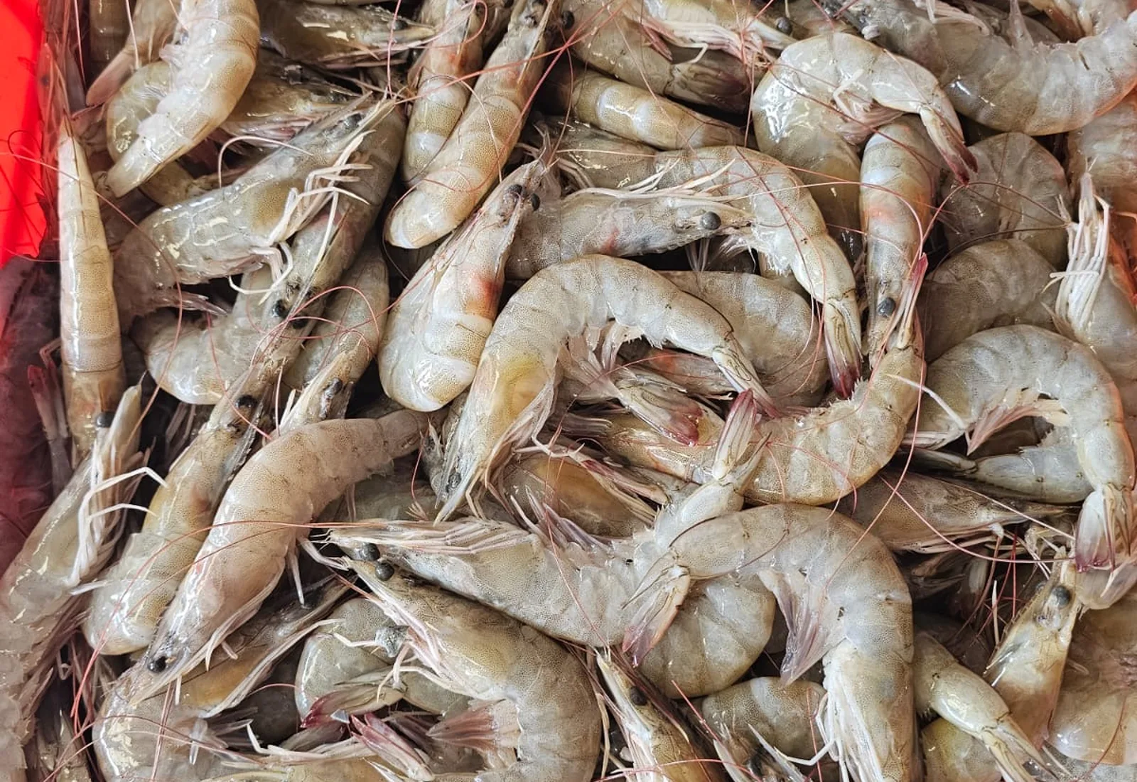 Productos del mar Villegas
