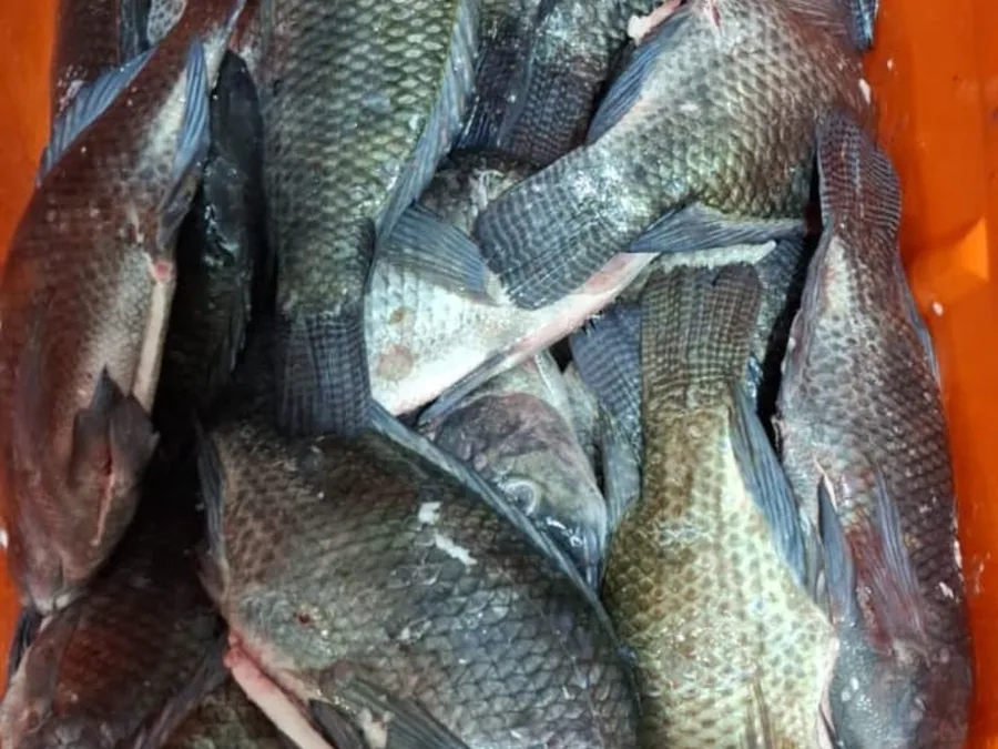 Mojarra tilapia