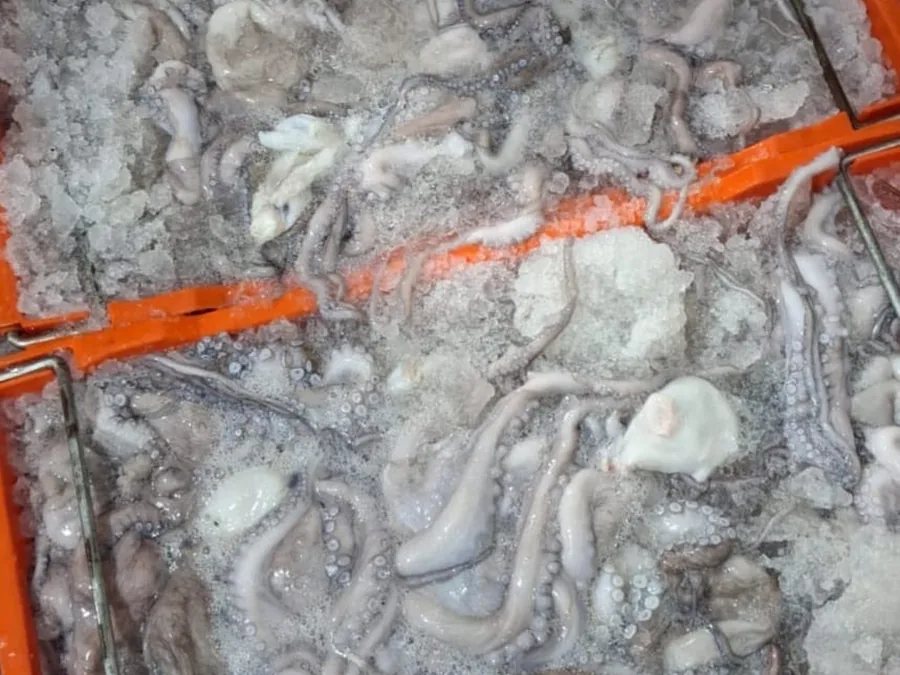 Pulpo crudo 1-2