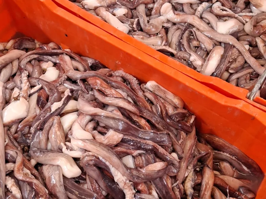 Reproductor de calamar crudo