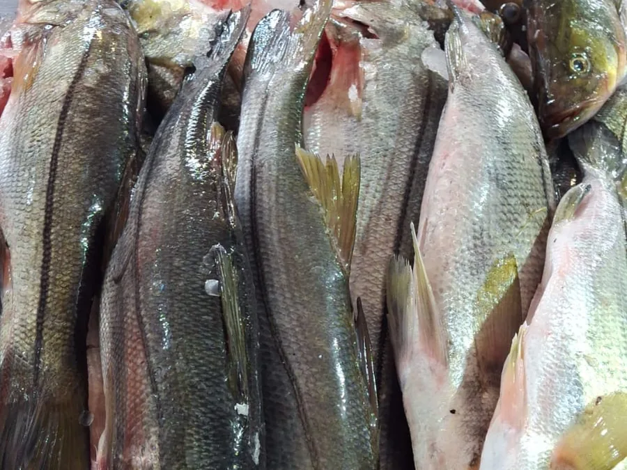 Robalo